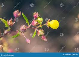 Image result for Calceolaria tripartita