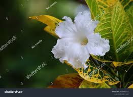 Image result for Dolichandrone alba