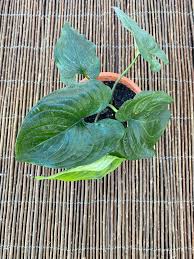 Image result for Cyanastrum