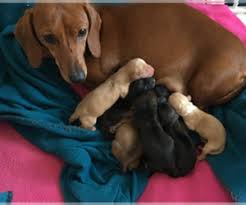 Black and tan female £1500 (sold) one black and. Dachshund Puppies For Sale In Michigan Usa Page 1 10 Per Page Puppyfinder Com
