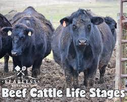 Beef Cattle Life Stages My Fearless Kitchen