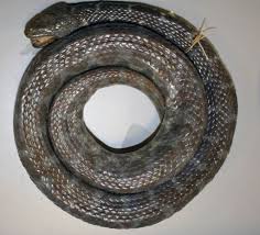 Angel's Stream Snake