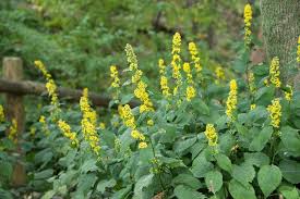 Image result for Solidago