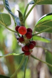 Image result for Ficus obliqua