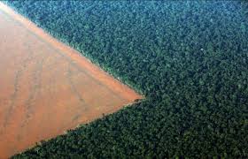 We did not find results for: These Shocking Photos Of The Disappearing Amazon Rainforest Are A Result Of One Unnecessary Choice One Green Planet
