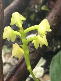 Image result for Polystachya pachychila