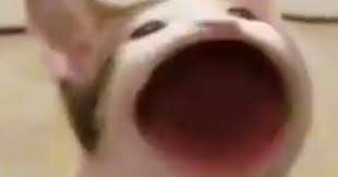Please make this a meme :) Pop The Popcat Lolcats Lol Cat Memes Funny Cats Funny Cat Pictures With Words On Them Funny Pictures Lol Cat Memes Lol Cats