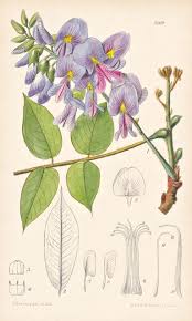 Image result for Millettia dura