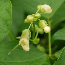 Image result for Phaseolus