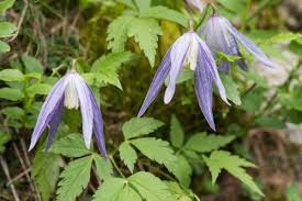 We did not find results for: Clematis Wilt Preventing And Treating It Pyracantha Co Uk