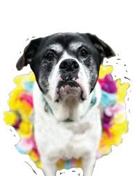 Connecticut Dog Magazine Spring 2024 by Connecticut Dog magazine