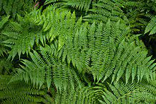 The ferns have many small, tightly wound green baby fronds mixed with stems of mature unfurled fronds. Fern Wikipedia