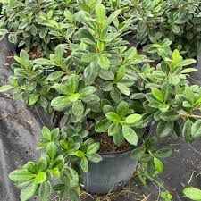 Image result for Grewia microcarpa