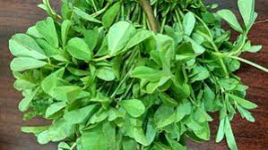 Drug information on (fenugreek) includes side effects, uses, drug interactions, dosage, drug pictures, overdose symptoms, and what to avoid. Fenugreek Production In India Wikipedia