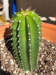 As with most cactus species, all trichocereus. I Need Help On Id 9 Ribs Trichocereus Of Some Kind Maybe Something Else Cactus