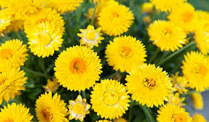 Image result for Xeroderris