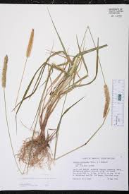 Image result for Setaria pumila