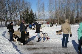 Dog Training Calgary J C St Louis Dog Trainer Dog Training Dog Trainer Canine