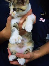 The story is about an american man and wife on vacation in italy. Bluebells Behind The Garage Ernest Hemingway Cat Facts Polydactyl Cat Cats