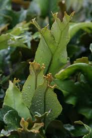 Image result for Pyrrosia rhodesiana