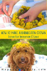 How To Make A Flower Crown Using Just Dandelions In 2020 Pet Diy Projects Diy Dog Stuff Diy Flower Crown