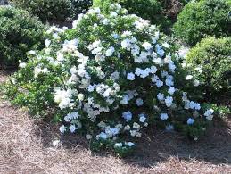 Gardenia Jasminoides Crown Jewel Cape Jasmine Crown Jewel Crown Jewel Cape Jasmine Cape Jessamine Crow Small Evergreen Shrubs Jasmine Plant Evergreen Shrubs