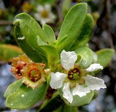 Image result for Pemphis