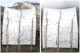 Systems offer a significant early yield. Click Thinking High Density Success Depends On Pruning Style Good Fruit Grower