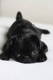 Find pug puppies for sale near you. Baby Animals Baby Pugs Cute Animals