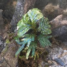 Image result for Selaginella eublepharis