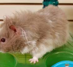 If you are new here, every state page on mtbp (that's shorthand for mini teddy bear puppies) has a comprehensive list of every breeder that we have located in that state. Struthers Oh Hamster Meet Iolaus Teddy Bear Hamster A Pet For Adoption