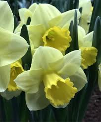 Pin On Large Cupped Narcissi