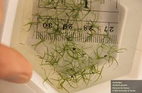 Image result for Wolffiella repanda