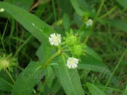 Image result for Eclipta prostrata