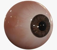 3d Model Realistic Human Eye Pbr Human Eye 3d Model Pbr