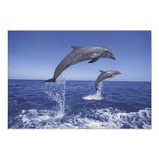 Caribbean Bottlenose Dolphins Tursiops 13 Photo Print Zazzle Com Bottlenose Dolphin Dolphins Dolphin Photos