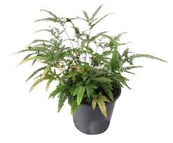 Image result for Adiantum hispidulum