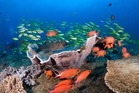 Maybe you would like to learn more about one of these? Coral Reefs Sound Like Popcorn And That S A Good Thing Science Smithsonian Magazine