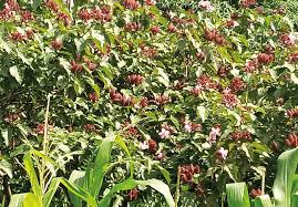 Image result for Bixa