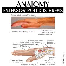 Maybe you would like to learn more about one of these? Healthy Street Extensor Pollicis Brevis The Belly Of The Extensor Pollicis Brevis Epb The Fusiform Short Extensor Of The Thumb Lies Distal To The Apl And Is Partly Covered By
