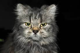 11 the only reason i put up with. 15 Heated German Words And Phrases To Use When You Re Mad