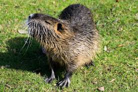 Homeowners can use snap traps, box traps, and mesh traps placed at burrow openings. Maryland Muskrat Removal Kp Wildlife Control