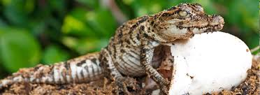 There are also several that are unaccounted for. The Hunt For Alligator Eggs