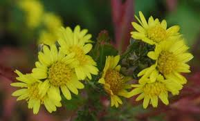 Image result for Chrysanthellum indicum
