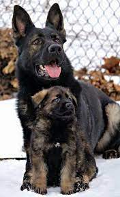 German owned and operated kennel with over twenty years experience. Read Message Wi Rr Com German Shepherd Dogs German Shepherd Puppies Sable German Shepherd