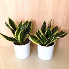 Indoor plants for bedroom philippines. 10 Best Indoor Plants In The Philippines Best Of Home 2021