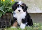 Mini Bernedoodle Puppies for Sale | Whistle Hill Puppies