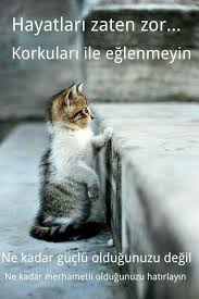 Gurur Cok Kotu Hayvan Sozleri Kediler Ve Yavrulari Hayvan Haklari
