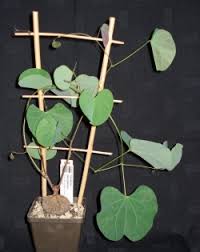 Image result for Tylosema fassoglensis