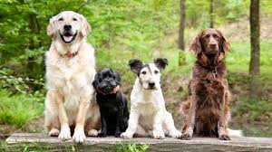 A standard male dog is commonly known as a dog. in technical terms, this implies that the dog hasn't fathered any young, nor has it been used for breeding. Are You Ready For This Tough Dog Breed Identification Quiz Howstuffworks